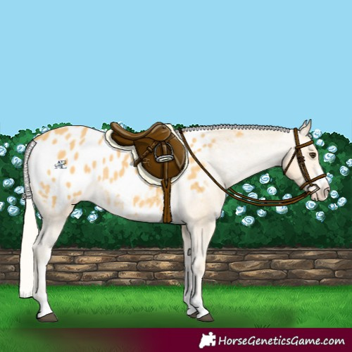Horse Color:Palomino Near Leopard Rabicano 