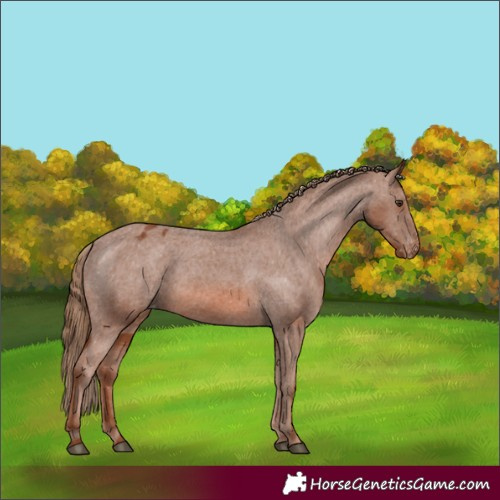 Horse Color:Chestnut Appaloosa