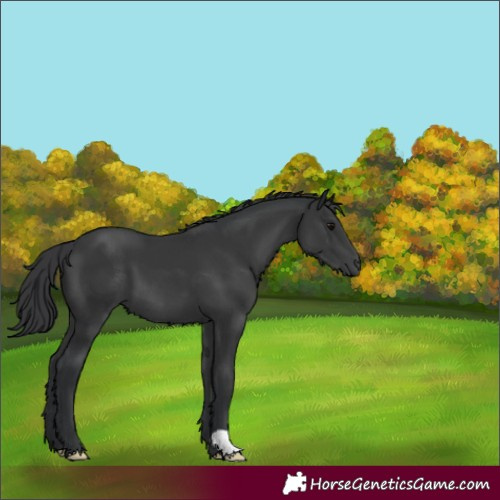 Horse Color:Black 