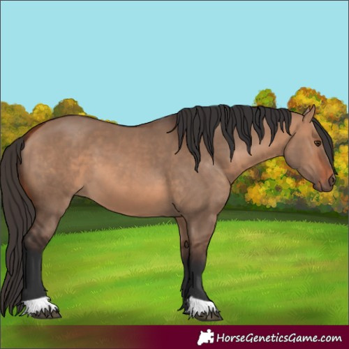 Horse Color:Bay Dun 