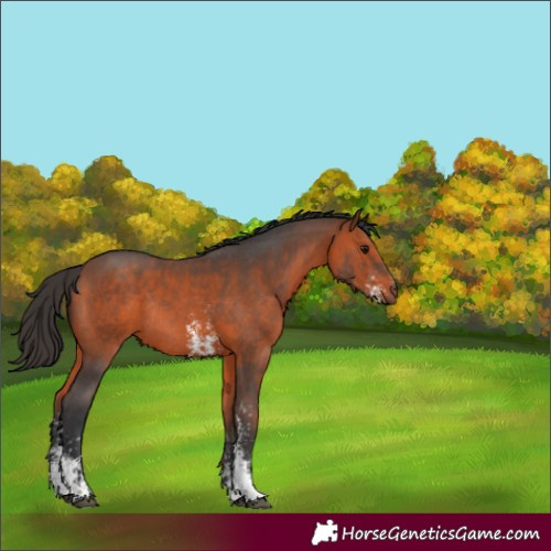 Horse Color:Bay Sabino Rabicano 