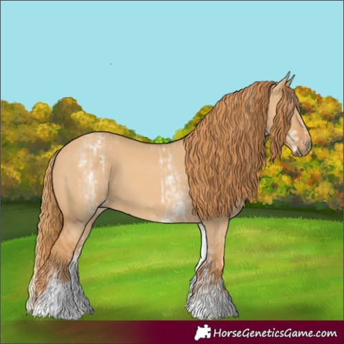 Horse Color:White Spotted Red Dun Rabicano  and White Spotted Red Dun Rabicano 