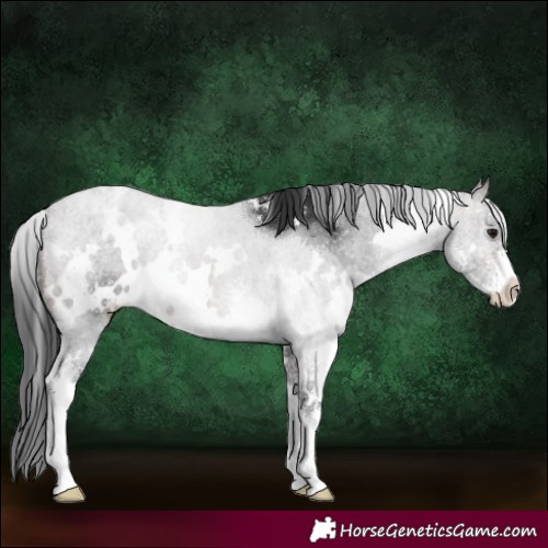 Horse Color:White Spotted Brown Sabino 