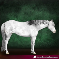 Horse Color:White Spotted Brown Sabino