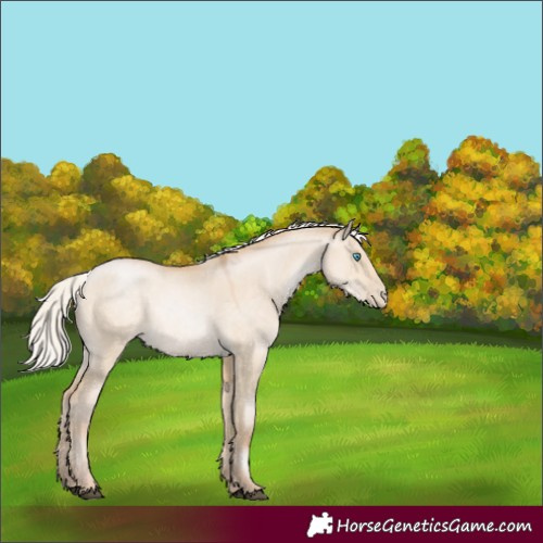Horse Color:White Spotted Silver Buckskin Pearl Dun 