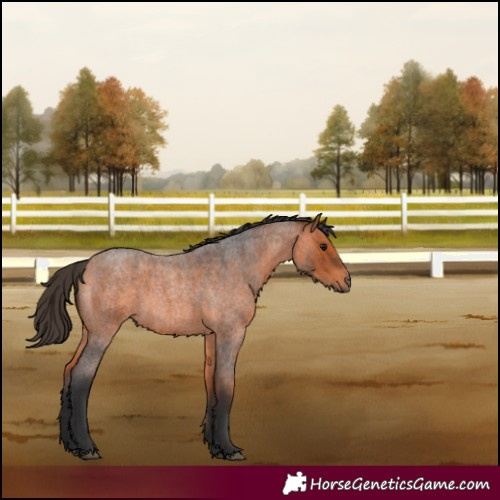 Horse Color:Bay Roan 