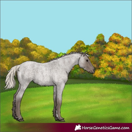 Horse Color:Silver Blue Roan 