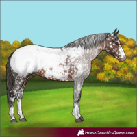 Horse Color:Liver Chestnut Appaloosa 