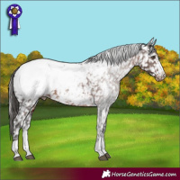 Horse Color:Liver Chestnut Appaloosa 
