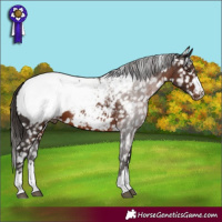 Horse Color:Liver Chestnut Snowcap 