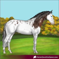 Horse Color:Liver Chestnut Splash Appaloosa 