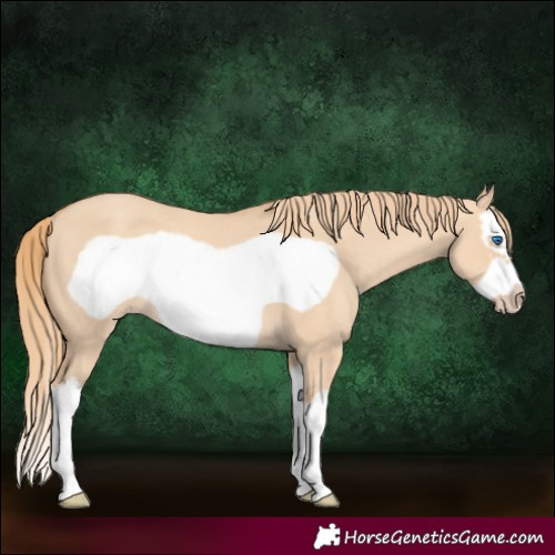 Horse Color:Gold Champagne Dun Splash Frame Rabicano 