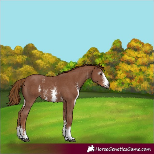Horse Color:Gray Chestnut Sabino 