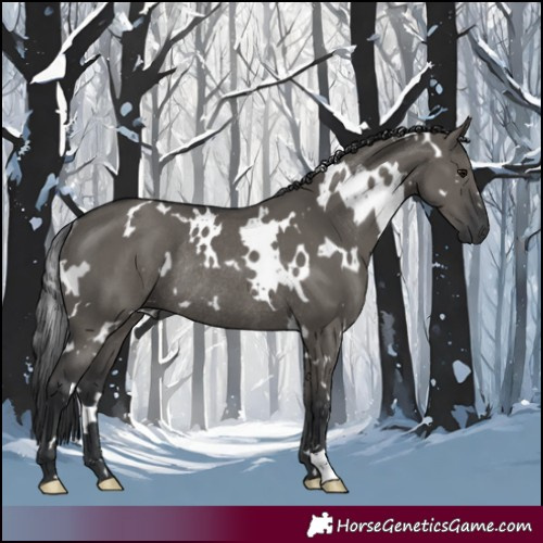 Horse Color:White Spotted Grullo Rabicano 