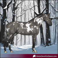 Horse Color:White Spotted Grullo Rabicano