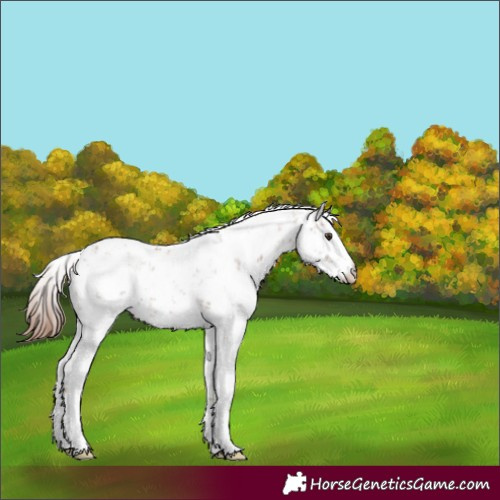 Horse Color:Chestnut Sabino 