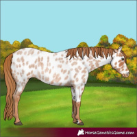 Horse Color:Red Roan Appaloosa 
