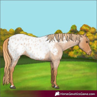 Horse Color:Red Roan Appaloosa 