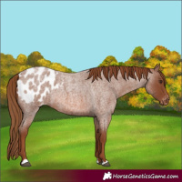 Horse Color:Red Roan Appaloosa