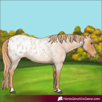 Horse Color:Red Roan Appaloosa