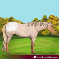 Horse Color:Red Roan Appaloosa 
