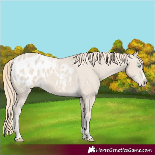 Horse Color:Smoky Creme Splash Appaloosa 