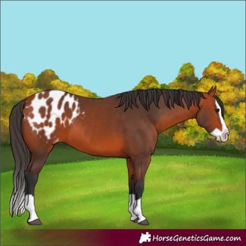 Horse Color:Bay Splash Appaloosa 