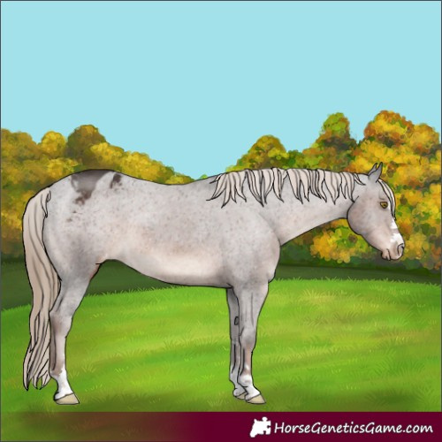 Horse Color:Liver Chestnut Appaloosa 