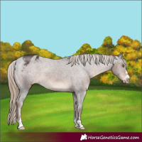Horse Color:Liver Chestnut Appaloosa 