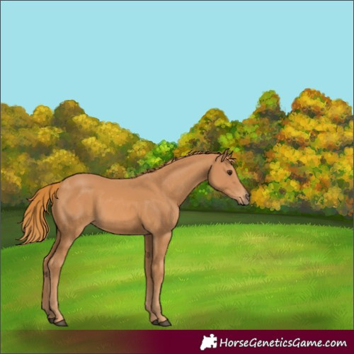 Horse Color:Unknown 