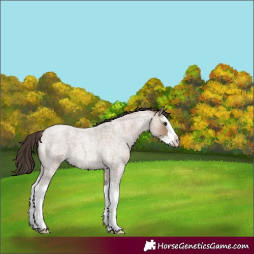 Horse Color:Classic Champagne Roan Splash 