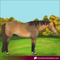 Horse Color:Buckskin 