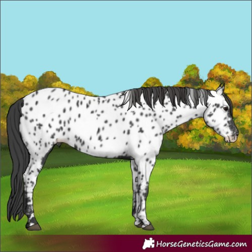 Horse Color:Black Appaloosa 