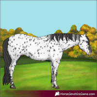 Horse Color:Black Appaloosa 