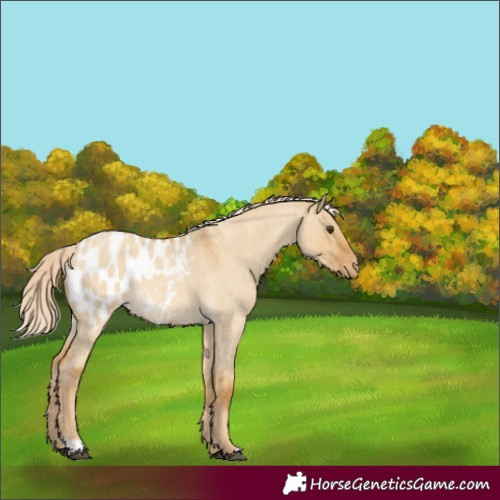 Horse Color:Palomino Roan Dun Appaloosa 