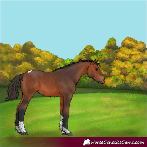 Horse Color:Bay Tobiano 