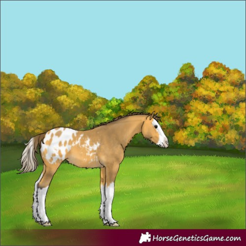 Horse Color:Buckskin Splash Blanket 
