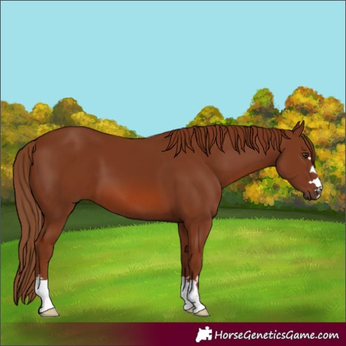 Horse Color:Chestnut 