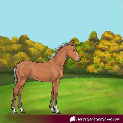Horse Color:Silver Bay 