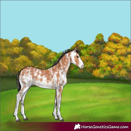 Horse Color:Bay Sabino 