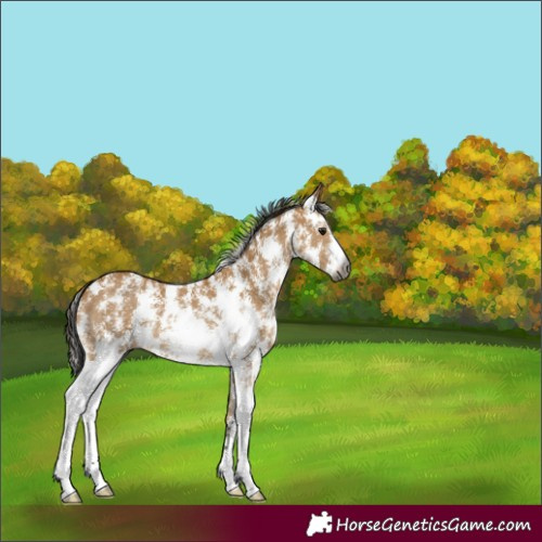 Horse Color:Gray Buckskin Sabino 
