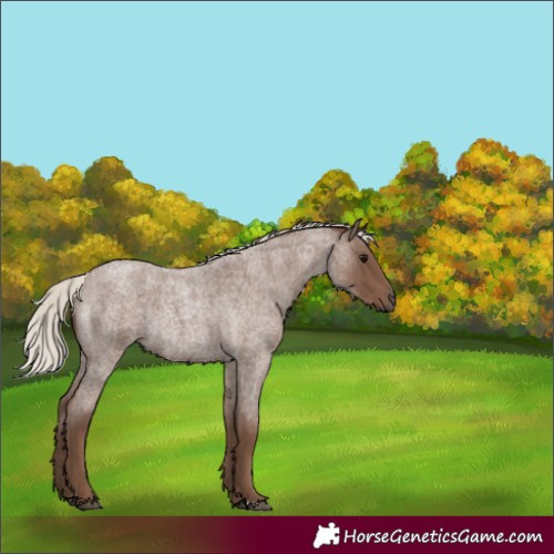 Horse Color:Silver Blue Roan Rabicano 