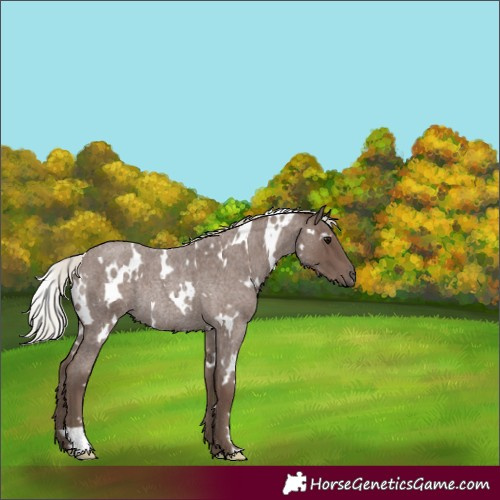 Horse Color:White Spotted Silver Blue Roan Rabicano 
