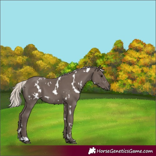 Horse Color:White Spotted Silver Black 