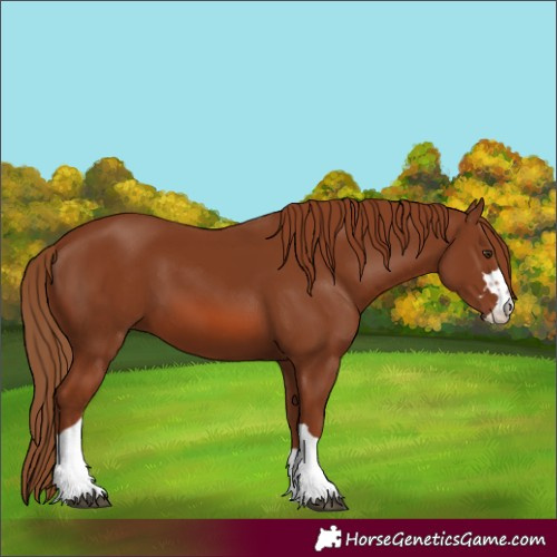 Horse Color:Chestnut 