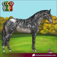 Horse Color:Black Tobiano Appaloosa Rabicano 