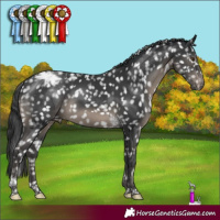 Horse Color:Black Tobiano Appaloosa Rabicano 