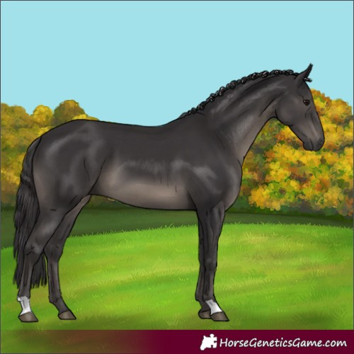 Horse Color:Smoky Black 