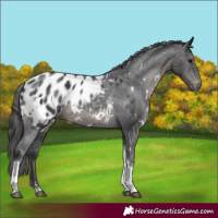 Horse Color:White Spotted Black Tobiano Appaloosa Rabicano
