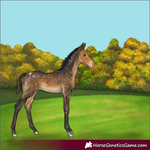 Horse Color:Buckskin Tobiano Snowflake VarnishRabicano 